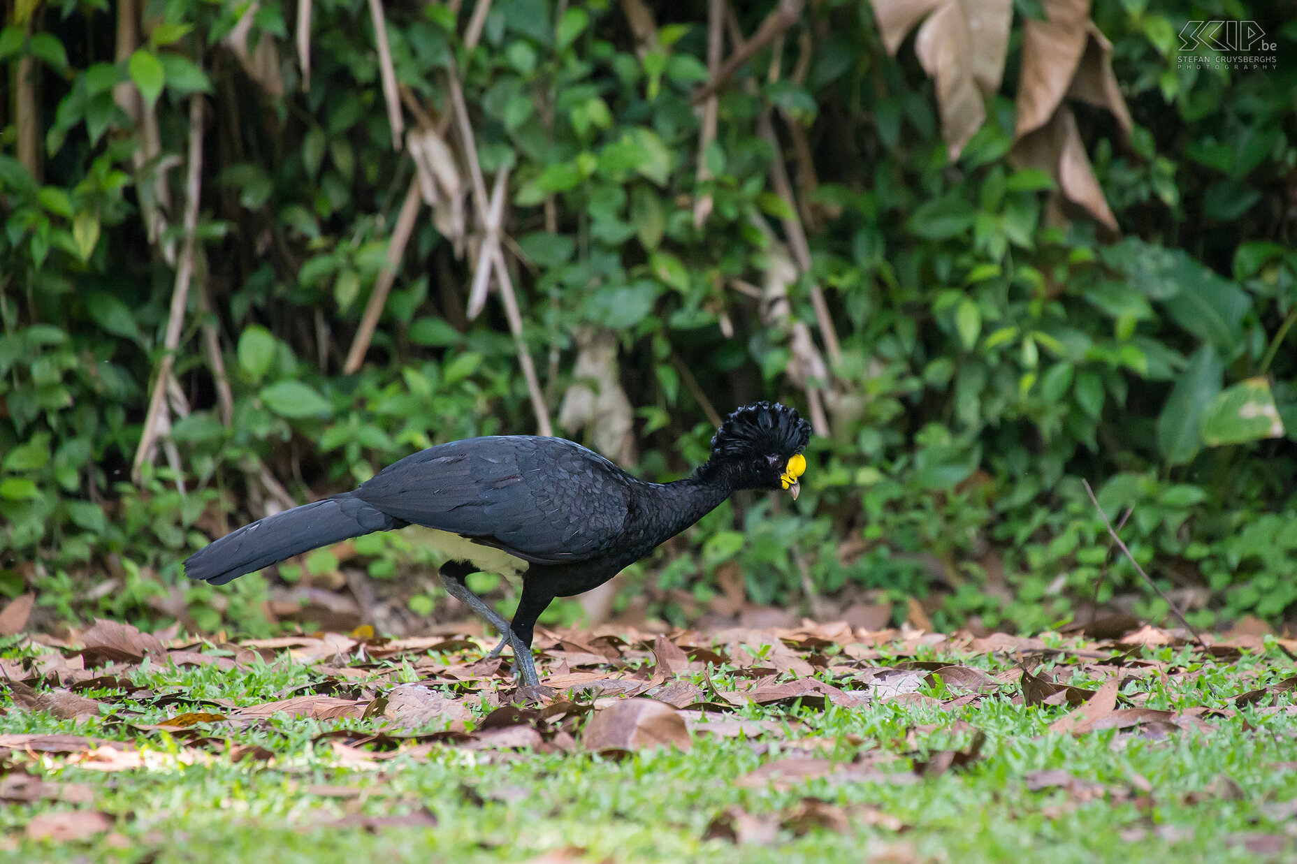 La Selva - Great curassow The great curassow (crax rubra) is a large pheasant-like bird. The male is black with a curly crest and a yellow knob on its bill. The female has brown colors and a black head.<br />
 Stefan Cruysberghs